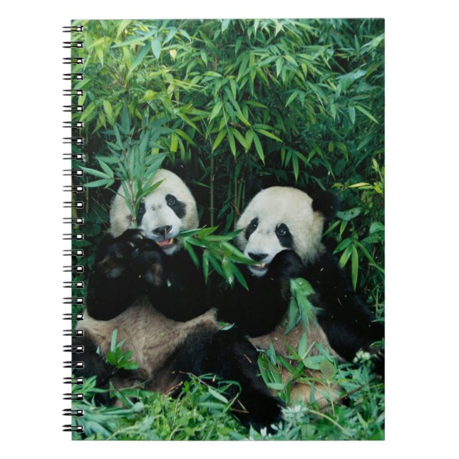 Cuaderno Dos pandas comiendo bambú juntos, Wolong (Frente)