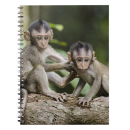 Cuaderno Dos pequeños monos