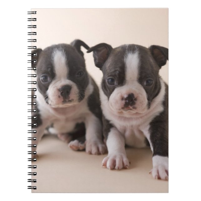 Cuaderno Dos perritos de Boston Terrier (Frente)