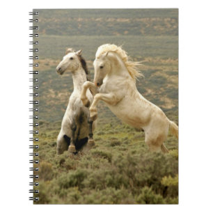 Cuaderno Dos Stallions salvajes luchan