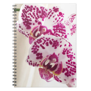 Cuaderno Dos variaron las orquídeas blancas y púrpuras