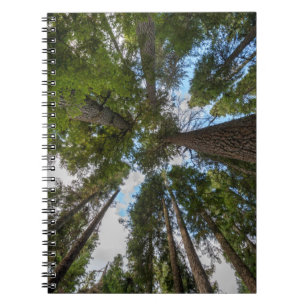 Cuaderno dosel de árbol de abeto de Douglas