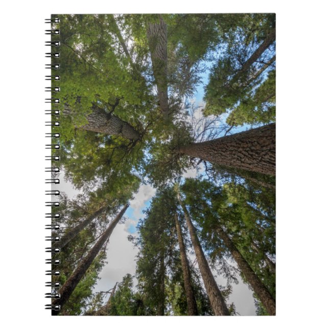 Cuaderno dosel de árbol de abeto de Douglas (Frente)