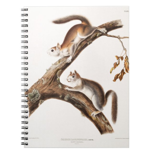 Cuaderno Downy Brown Squirrel House (Frente)