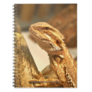 Cuaderno Dragón barbudo