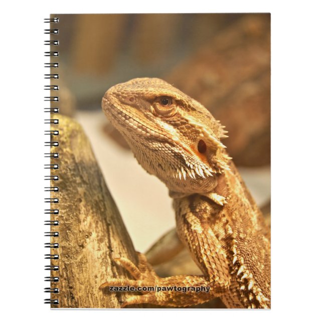 Cuaderno Dragón barbudo (Frente)