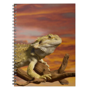 Cuaderno Dragón barbudo (Pogona Vitticeps) en rama,