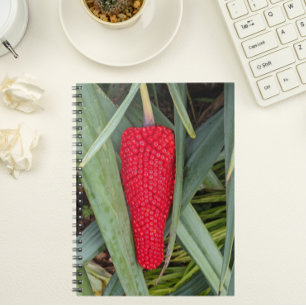 Cuaderno Dragon Lily Red Seed Head