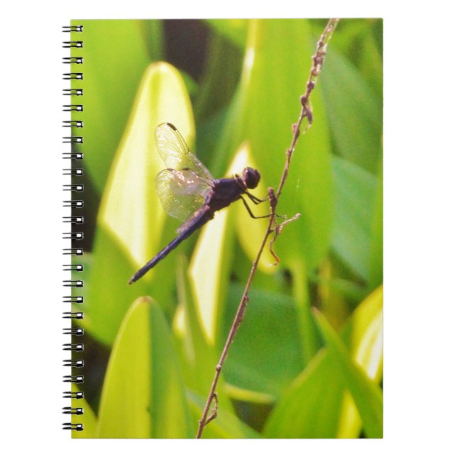 Cuaderno Dragonfly Blue and black on grass. (Frente)