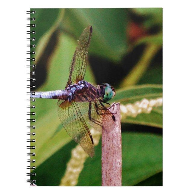Cuaderno Dragonfly con flores blancas (Frente)