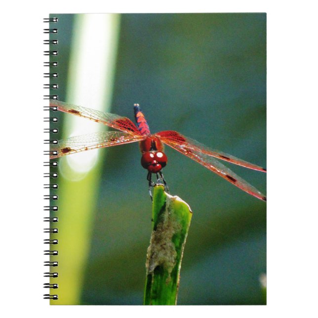 Cuaderno Dragonfly Frontal Rojo y Negro (Frente)