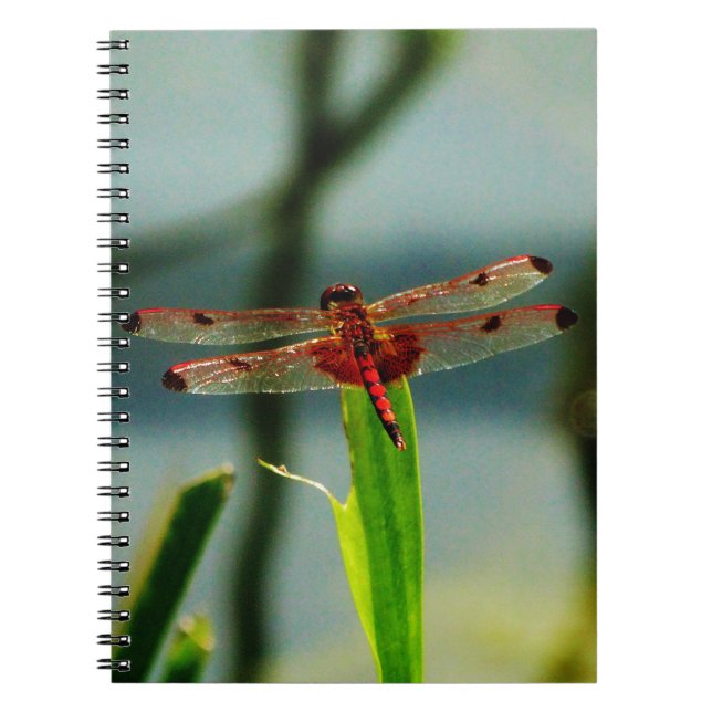 Cuaderno Dragonfly rojo y negro visto (Frente)