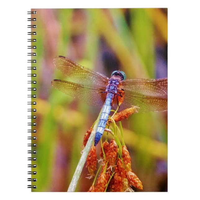 Cuaderno Dragonfly verde azulado (Frente)