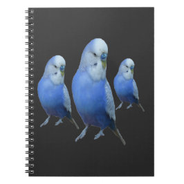 Cuaderno drei blaue Wellensittiche