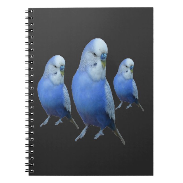 Cuaderno drei blaue Wellensittiche (Frente)