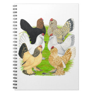 Cuaderno D'Uccles seis gallinas