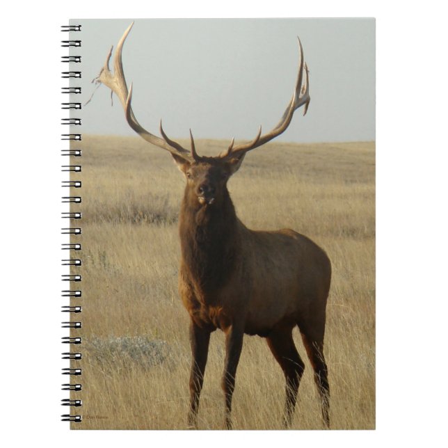 Cuaderno E13 Alce Toro Hierba en Cuernos (Frente)