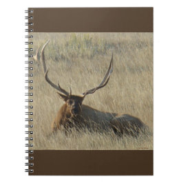 Cuaderno E25 Alce de toro en hierba