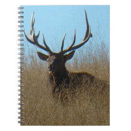Cuaderno E26 Alce Toro Tumbado en las Malezas