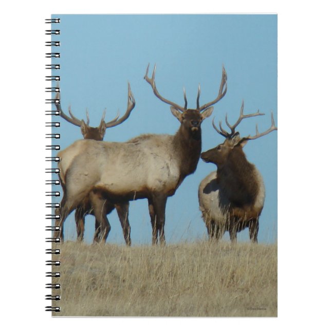 Cuaderno E60 Toro Elk Skyline (Frente)