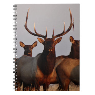 Cuaderno E66 Alce Toro y Vacas