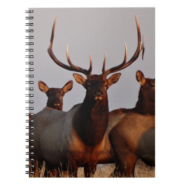 Cuaderno E66 Alce toro y vacas (Frente)