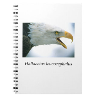 Cuaderno Eagle#1