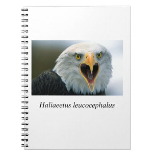 Cuaderno Eagle#2