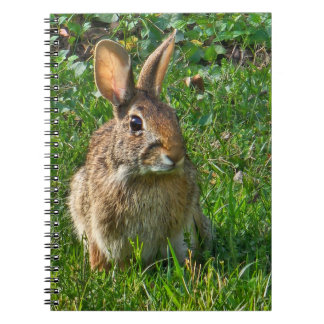 Cuaderno Eastern cottontail rabbit