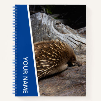 Cuaderno Echidna Australia Animalito Lindo Espinoso, Azul