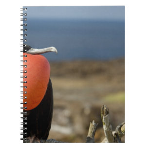 Cuaderno Ecuador, Galapagos, Isla Genovesa. Príncipe