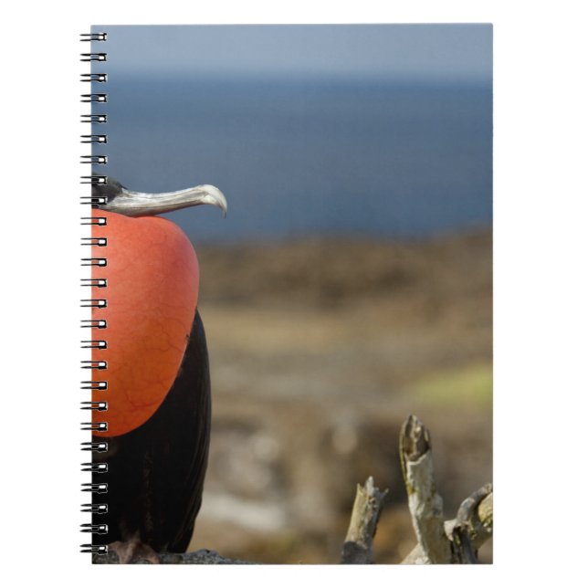Cuaderno Ecuador, Galapagos, Isla Genovesa. Príncipe (Frente)