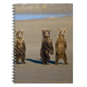 Cuaderno EE. UU. Alaska. Cachorros de oso pardo costero
