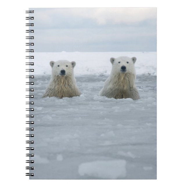 Cuaderno EE. UU., Alaska, North Slope, Osos polares (Frente)