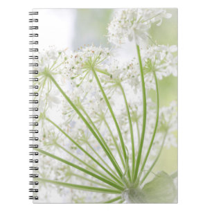 Cuaderno EE. UU., Alaska, Parque Nacional Glacier Bay 3