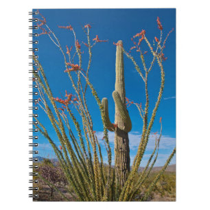 Cuaderno EE. UU., Arizona. Cactus en el Parque Nacional Sag