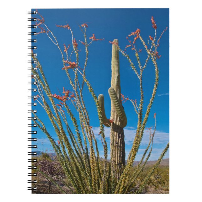 Cuaderno EE. UU., Arizona. Cactus en el Parque Nacional Sag (Frente)