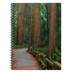 Cuaderno EE. UU., California. Camino entre secuoyas en Muir