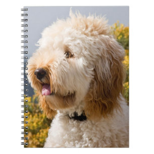 Cuaderno EE. UU., California. Retrato de Labradoodle 3