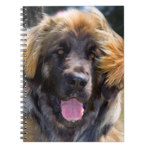 Cuaderno EE. UU., California. Retrato de Leonberger sentado