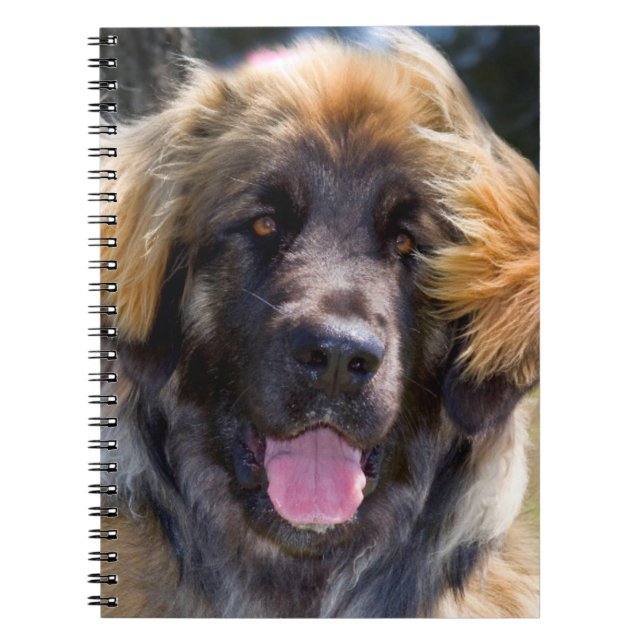 Cuaderno EE. UU., California. Retrato de Leonberger sentado (Frente)