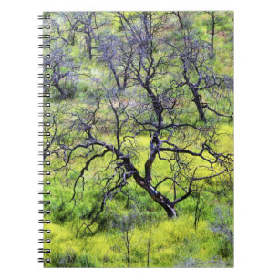 Cuaderno EE.UU., California, San Diego. Bosque de roble que
