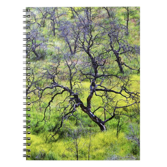 Cuaderno EE.UU., California, San Diego. Bosque de roble que (Frente)