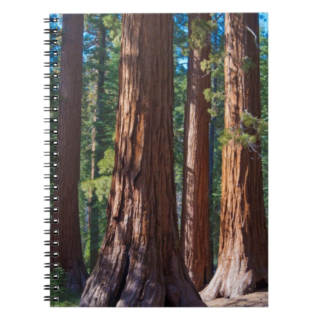 Cuaderno EE. UU., California. Troncos de secuoyas, Mariposa (Frente)