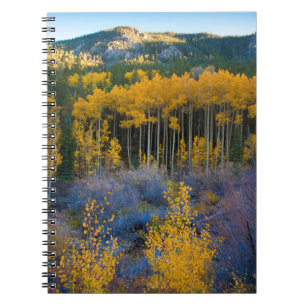 Cuaderno EE. UU., Colorado. Amapolas amarillas brillantes e