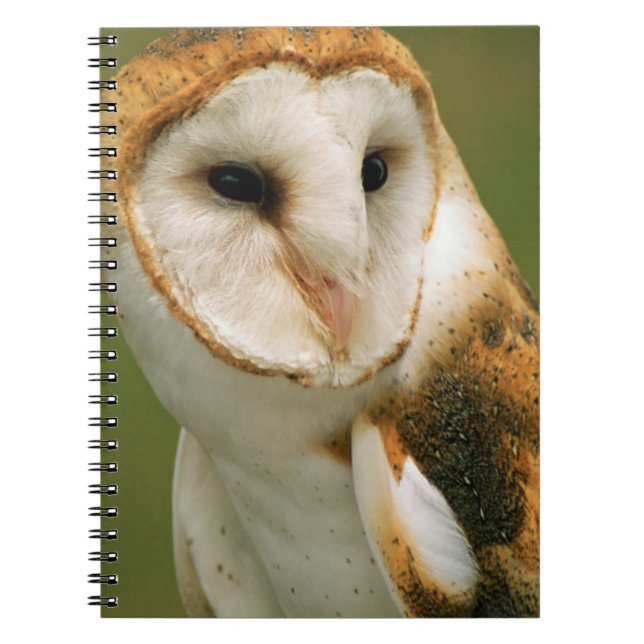 Cuaderno EE. UU., Colorado, Broomfield. Lechuza de campanar (Frente)
