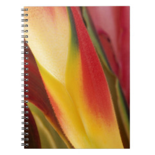 Cuaderno EE. UU., Colorado, Lafayette, heliconia primer pla