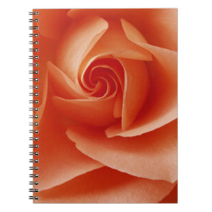 Cuaderno EE. UU., Colorado, Lafayette. Rosa melocotón prime