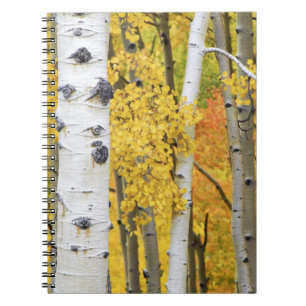 Cuaderno EE. UU., Colorado, Montañas Rocosas.  Aspen íntimo