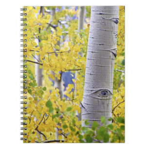 Cuaderno EE. UU., Colorado, Montañas Rocosas. Intimo álamo